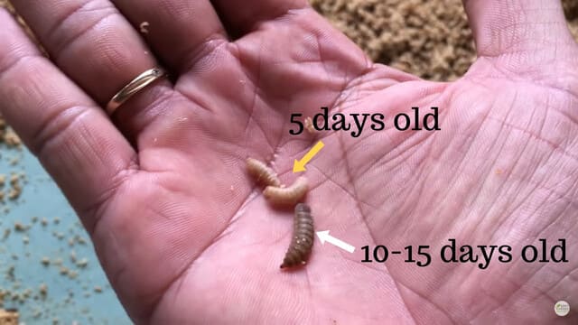 How to Raise Black Solider Fly Larvae: Step by Step